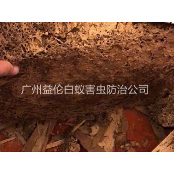 沙灣鎮(zhèn)挖出白蟻巢