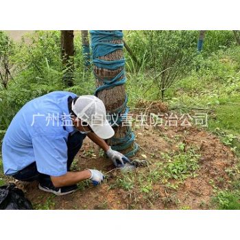 石樓綠化樹木治白蟻